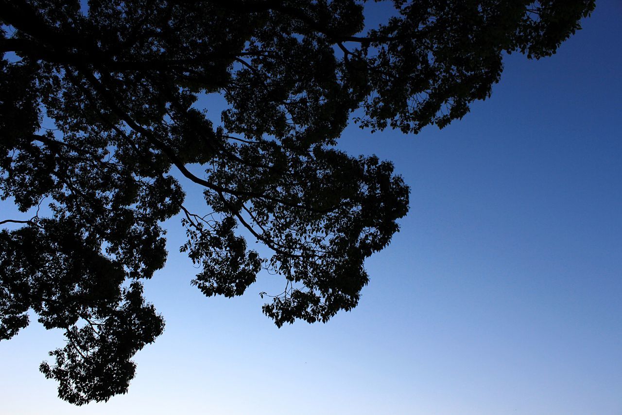 low angle view, tree, clear sky, branch, blue, growth, nature, beauty in nature, tranquility, sky, copy space, scenics, outdoors, high section, no people, day, sunlight, silhouette, tranquil scene, treetop