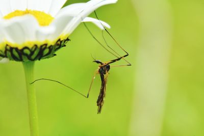 Close-up of insect