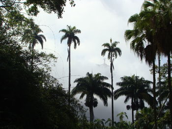 Low angle view of coconut palm trees against sky