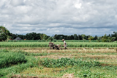 View of sheep on field against sky