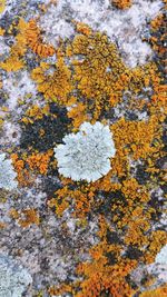 Full frame shot of yellow flowering plant on rock