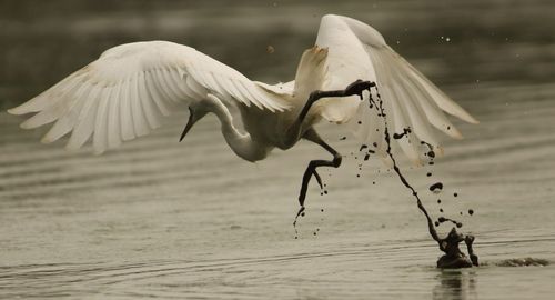 Gray heron flying over lake