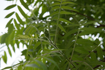 Close-up of wet plant leaves