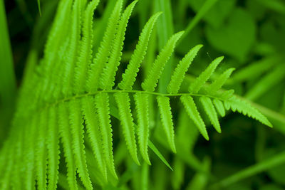 Close-up of fern leaves