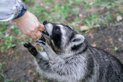 animal