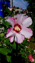 Close-up of pink flower