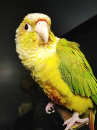 Close-up of parrot perching on yellow flower