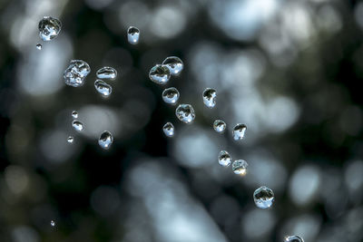 Close-up of water drops on plant