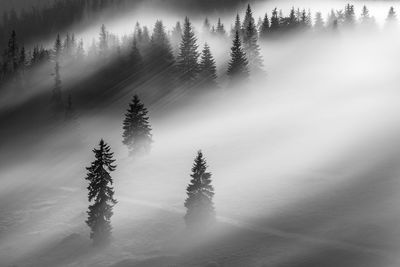 Trees on snow covered land