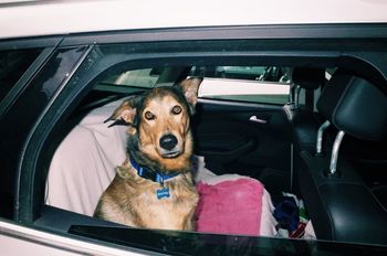 PORTRAIT OF DOG WITH CAR