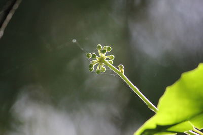 Close-up of plant