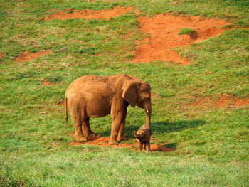 Elephant standing in a field