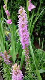 Close-up of purple flowers