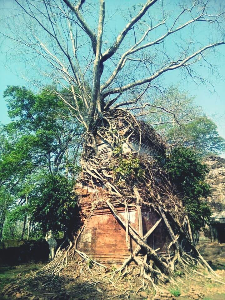 tree, nature, growth, tranquility, no people, outdoors, day, beauty in nature, branch, plant, sky