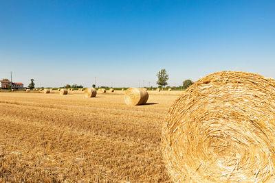 hay