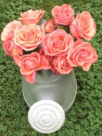 Close-up of roses blooming outdoors