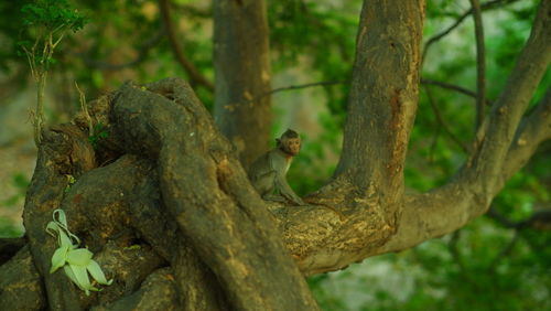 Monkey on tree trunk