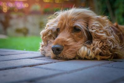 Close-up of goldendoodle relaxing on footpath at park