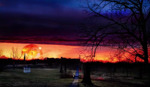 Trees against sky at sunset