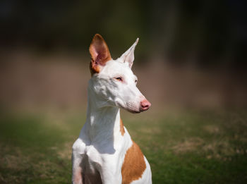 Portrait of dog running on field