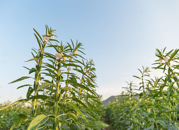 Close-up of crops against clear sky
