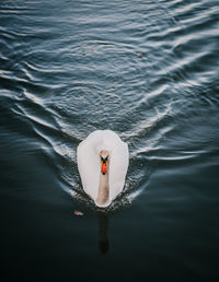 High angle view of swan swimming in lake