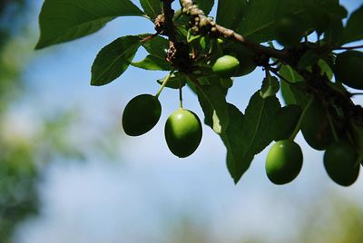 Close-up of fruits growing on tree