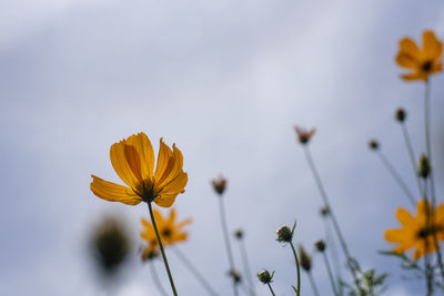 Close-up of yellow cosmos flower against sky