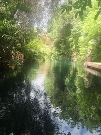 Reflection of trees in water