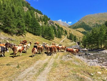 View of cows grazing on land