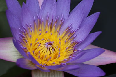 Close-up of purple water lily