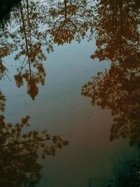 Low angle view of trees by lake against sky