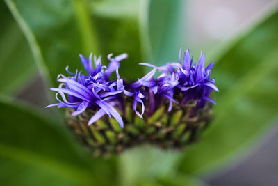 Close-up of purple flowering plant