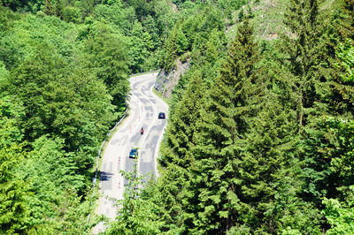 High angle view of road amidst trees in forest