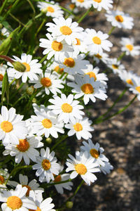 Close-up of white daisy flowers