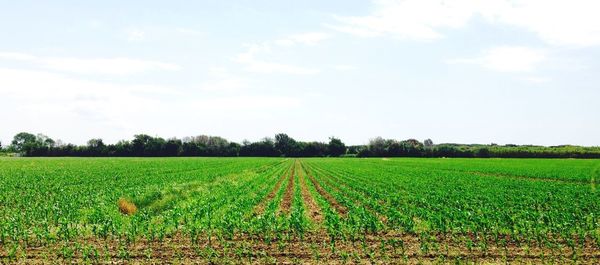 Scenic view of field against sky