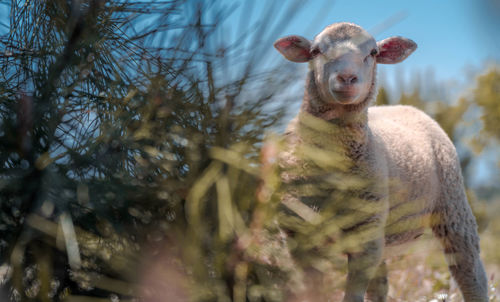 Portrait of sheep standing on land