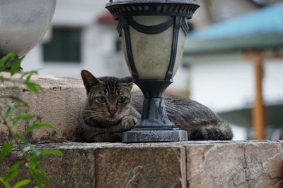 Portrait of a cat