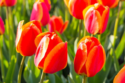 Close-up of red tulips in field