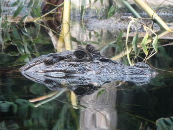 Close-up of turtle swimming in water