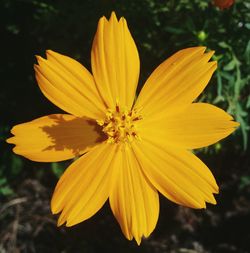 Close-up of yellow flower blooming outdoors