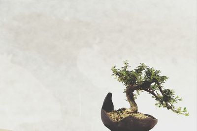 bonsai tree