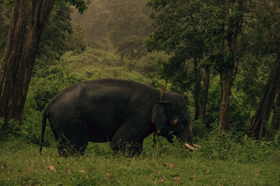 Elephants on field