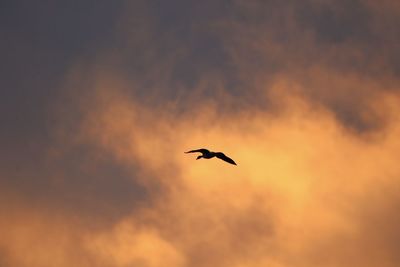 Low angle view of silhouette bird flying in sky