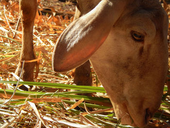 Close-up of a horse on field