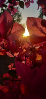 Close-up of red flowering plant against sky during sunset