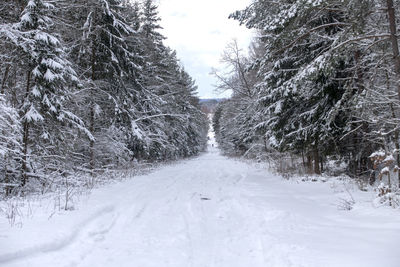 Trees on snow covered landscape