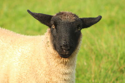 Close-up portrait of an animal on field
