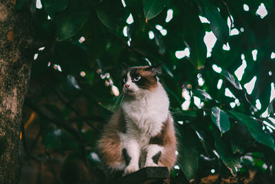 Low angle view of cat sitting on tree
