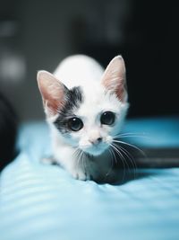 Portrait of kitten